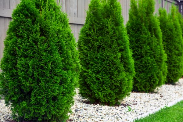 Arborvitae Planting in Vancouver