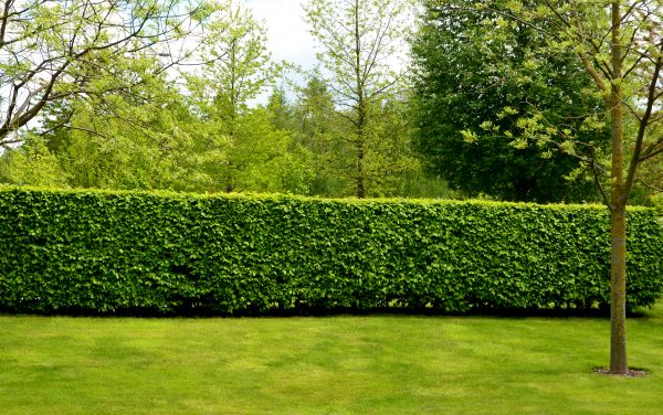 Hedge Planting in Vancouver
