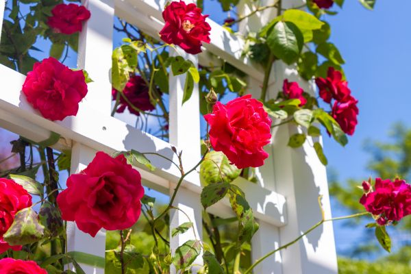 Home Gardening Service in Vancouver