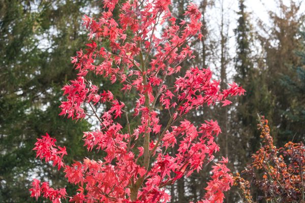 Japanese Maple Planting in Vancouver