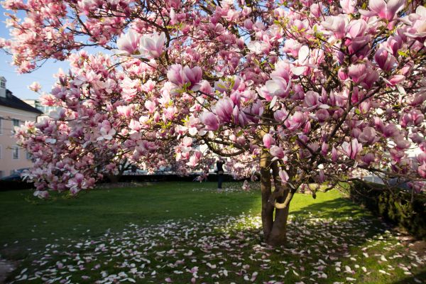Magnolia Tree Planting in Vancouver
