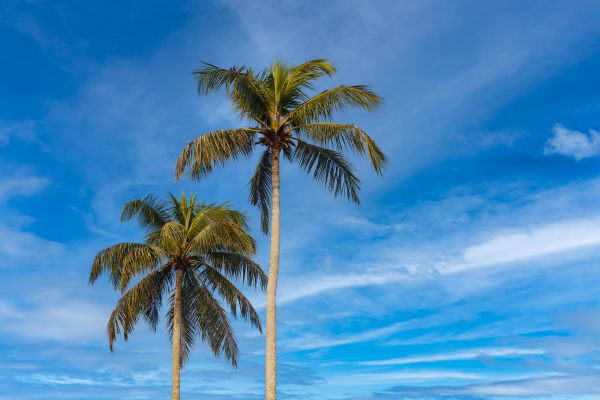 Palm Tree Planting in Vancouver
