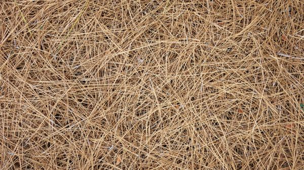 Pine Needles Delivery in Vancouver