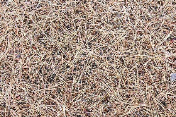 Pine Straw Installation in Vancouver