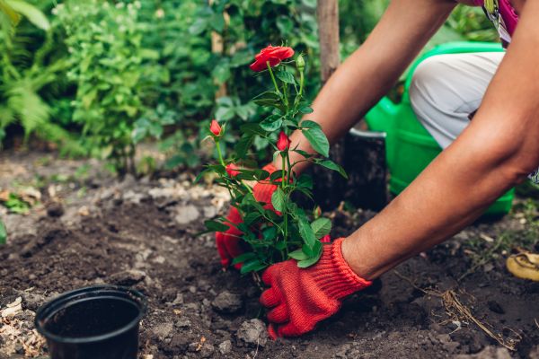 Planting Service in Vancouver
