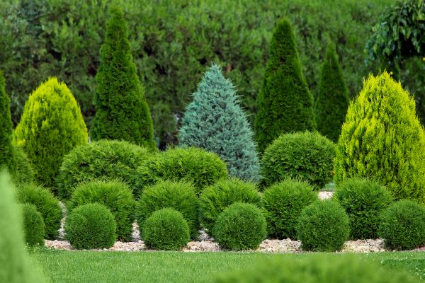 Shrub Replacement in Vancouver