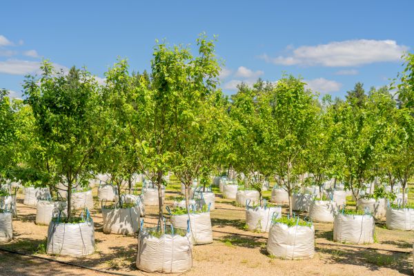 Tree Planting Service in Vancouver