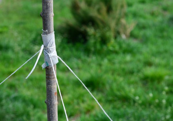 Tree Staking Service in Vancouver