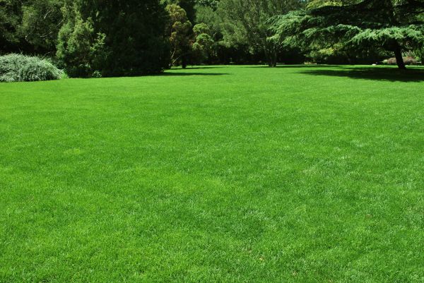 Lawn Landscaping in Vancouver