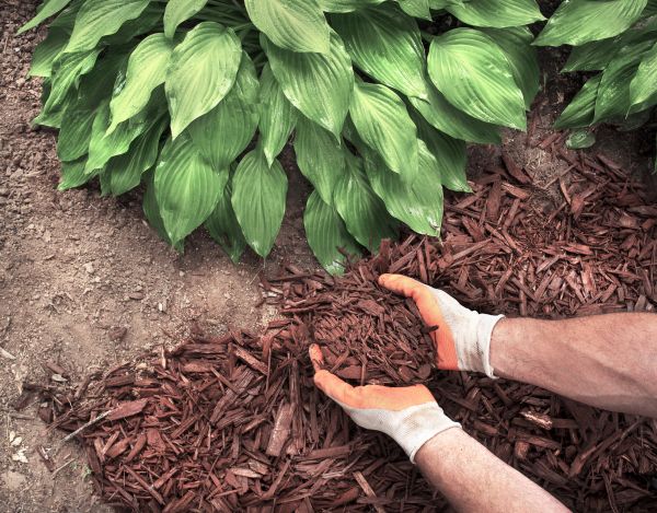 Shredded Mulch Service in Vancouver