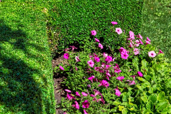 Softscaping Service in Vancouver