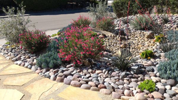 Xeriscape Landscaping in Vancouver