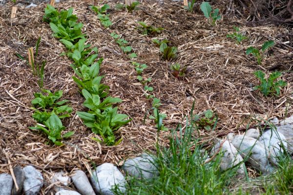 Mulch Service in Vancouver