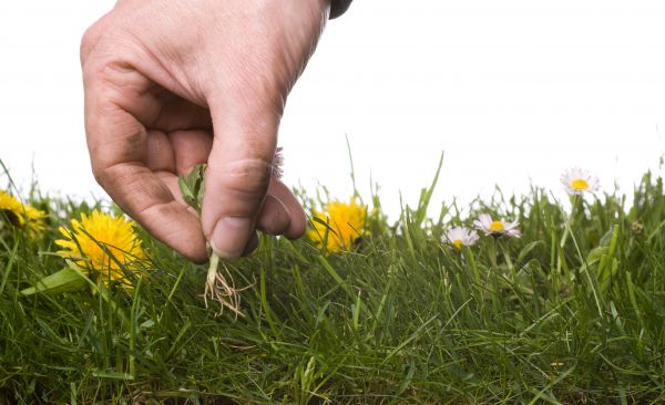 Lawn Weeding in Vancouver