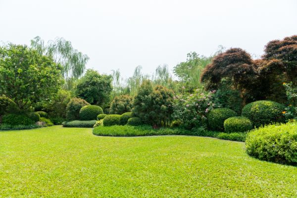 Tree Landscaping in Vancouver