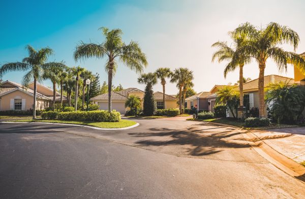 Palm Tree Landscaping in Vancouver