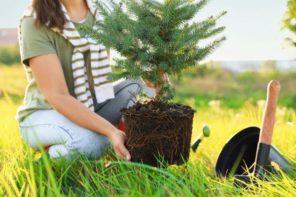 Spruce Tree Planting in Vancouver