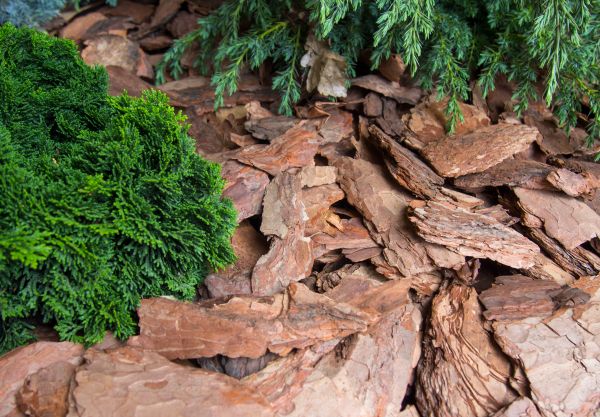 Pine Bark Installation in Vancouver