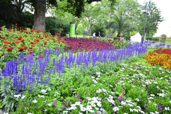 Perennials Planting in Vancouver