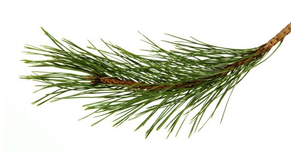 Pine Needles Installation in Vancouver