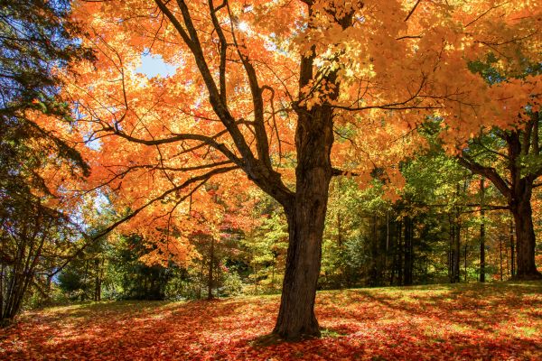 Maple Tree Planting in Vancouver