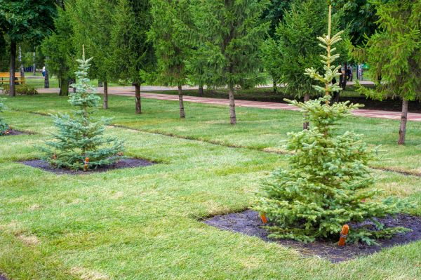 Privacy Trees Planting in Vancouver