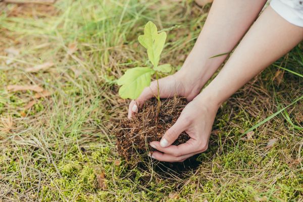 Oak Tree Planting in Vancouver