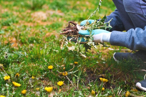 Flower Bed Clearing in Vancouver