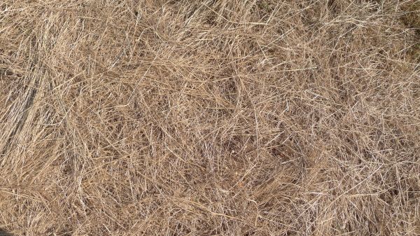 Pine Straw Replacement in Vancouver