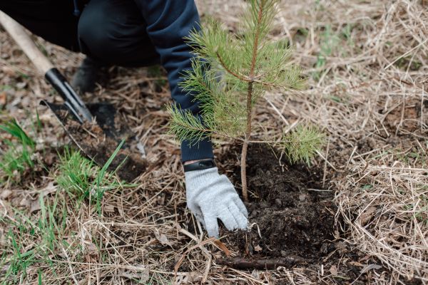 Pine Tree Planting in Vancouver
