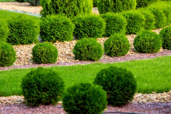 Bush Replacement in Vancouver