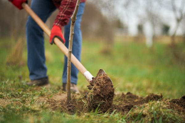 Trees Planting in Vancouver