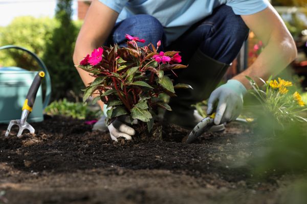 Plant Replacement in Vancouver