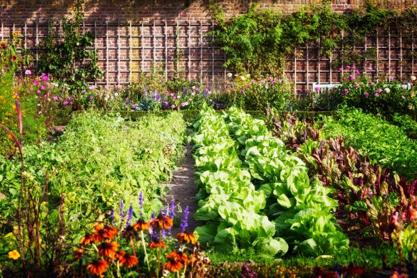 Garden Planting Service in Vancouver