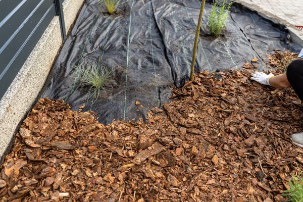 Pine Bark Spreading in Vancouver