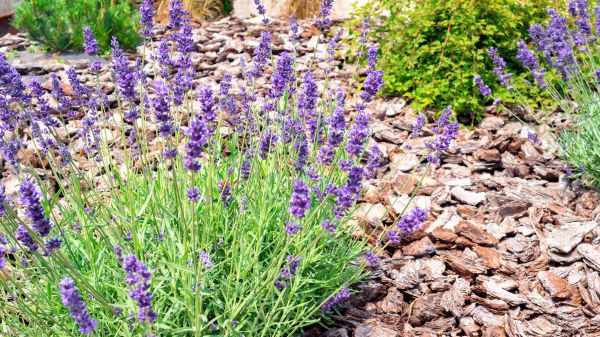 Pine Bark Landscaping in Vancouver