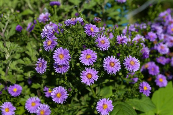 Perennial Flower Planting in Vancouver