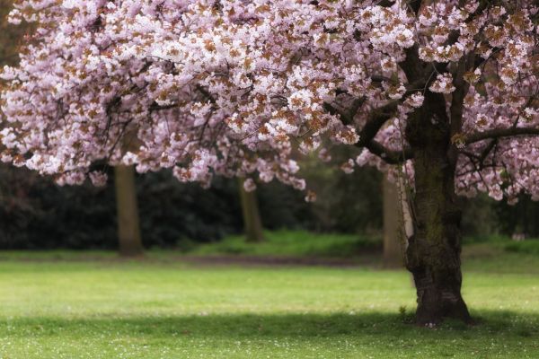 Cherry Tree Planting in Vancouver