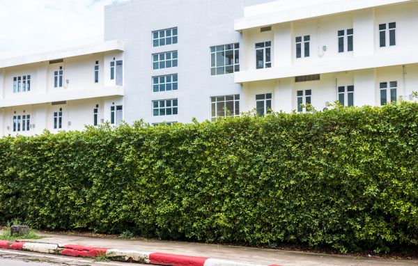 Privacy Landscaping in Vancouver
