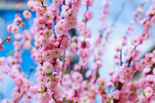 Japanese Cherry Tree Planting in Vancouver