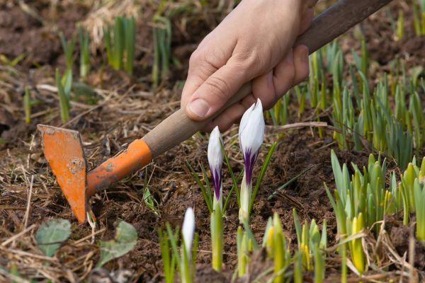 Flower Garden Weeding in Vancouver