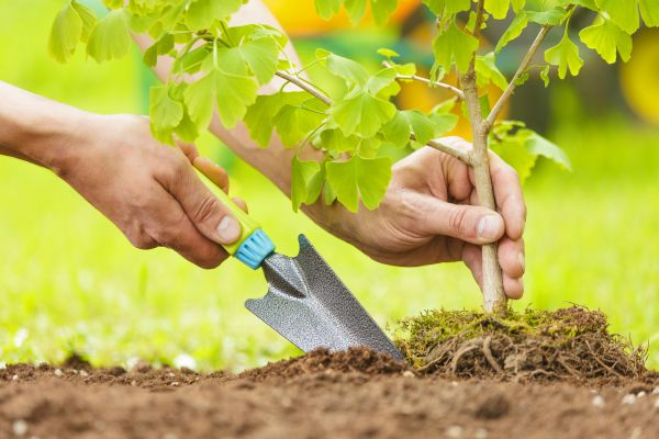 Fruit Tree Planting in Vancouver