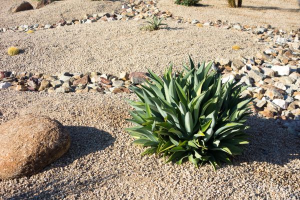 Xeriscaping Service in Vancouver