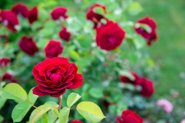 Rose Planting in Vancouver