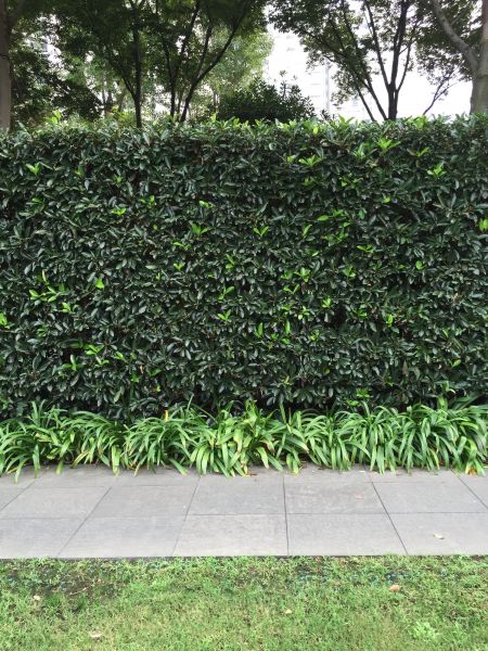 Privacy Shrub Planting in Vancouver