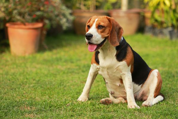 Dog Friendly Landscaping in Vancouver