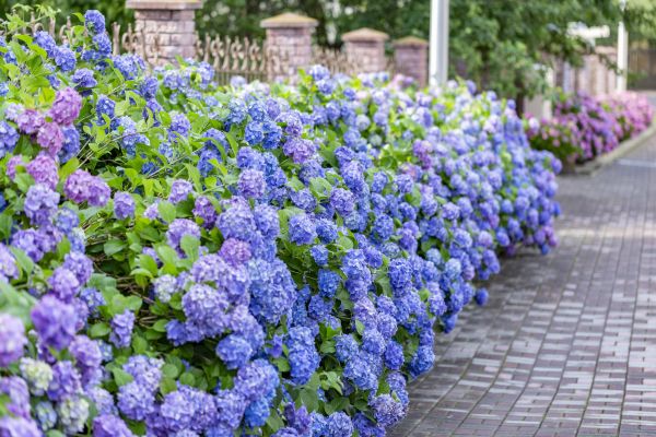 Hydrangea Landscaping in Vancouver