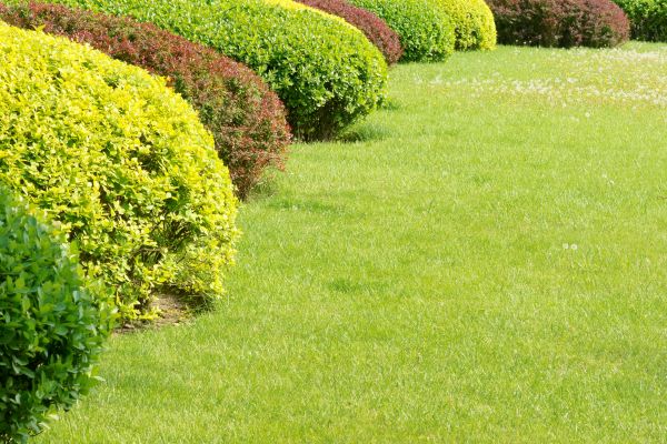 Shrubbery Planting in Vancouver