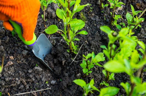 Hydrangea Planting in Vancouver