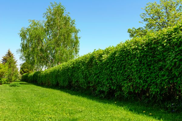 Hedge Replacement in Vancouver
